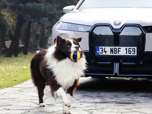 Büyük Gururumuz Border Collie Roy, BMW Reklam Filminde Rol Aldı