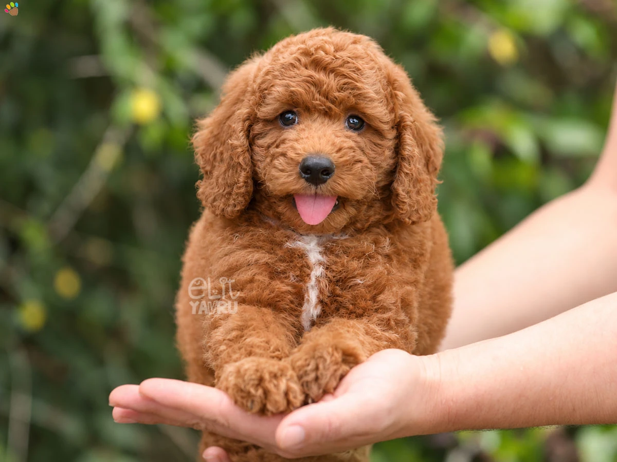 Goldendoodle bebeklerimiz 2,5 aylık oldular