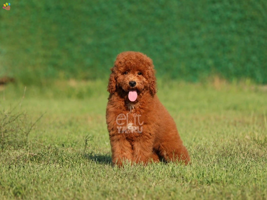 Minyatür Labradoodle Cheeko Güzelliğiyle Büyülüyor