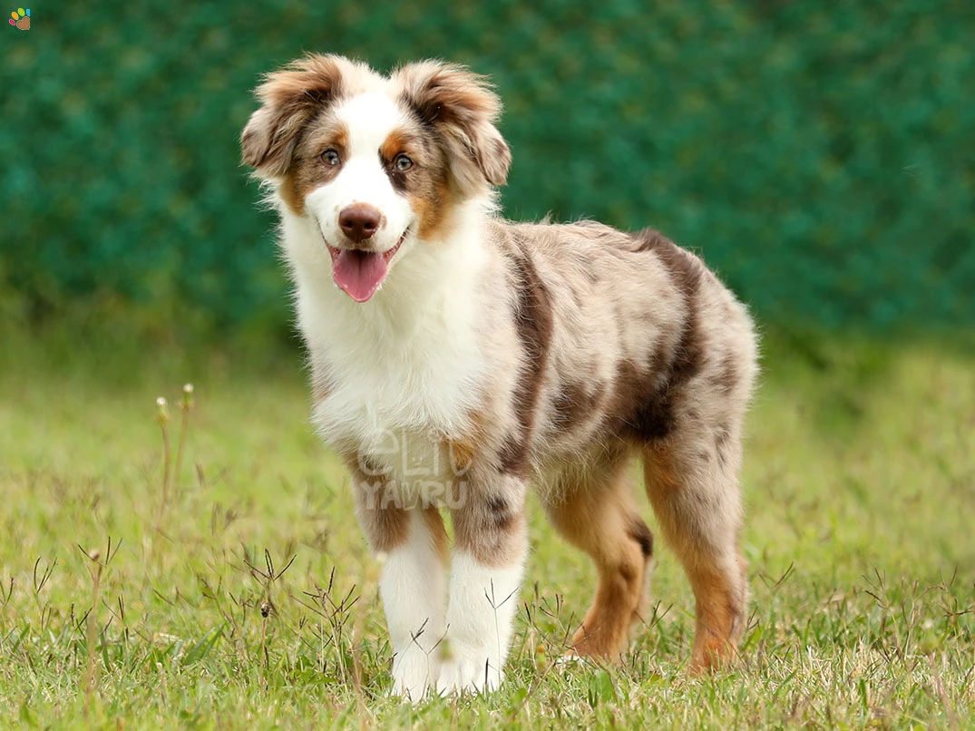 Miniature American Shepherd Hector'un Sosyal ve Sevgi Dolu Karakteri