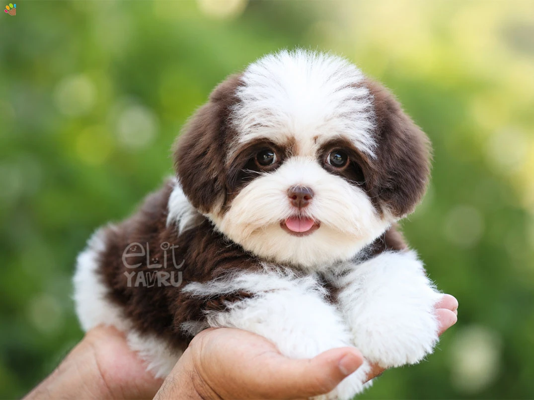 Morkie Irkının Göz Alıcı Temsilcisi Gipsy Güzelliğiyle Hayran Bırakıyor