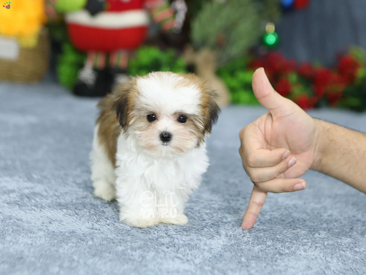 Minik Bedeniyle Büyük Bir Sevgi, Morkie Yavrumuz Gloria