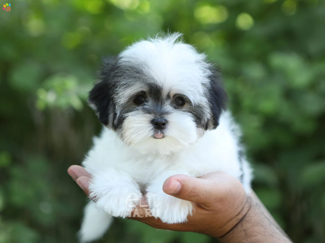 Teacup Morkie Kızımız Luna, Minik Boyutu ve Oyuncu Karakteriyle Göz Kamaştırıyor