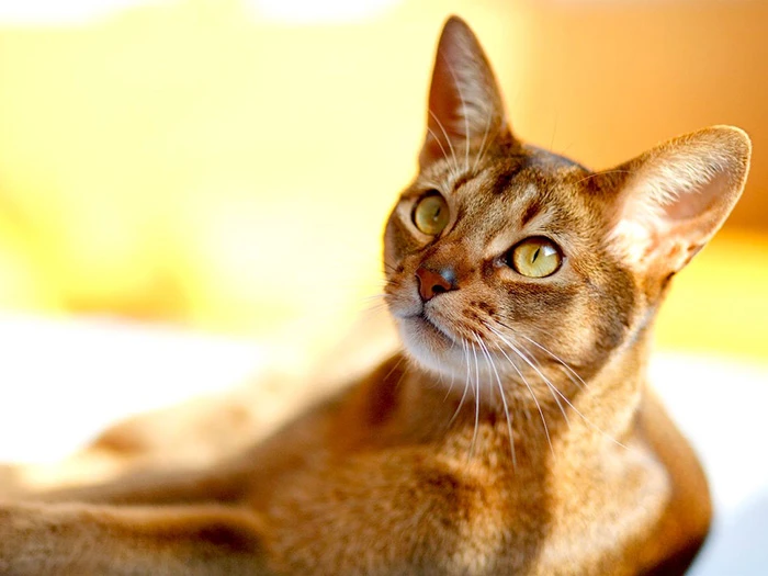 Abyssinian 2