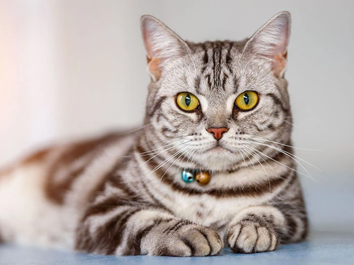 American Shorthair 2