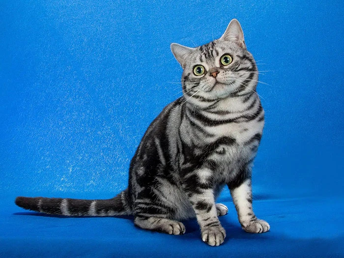 American Shorthair 4