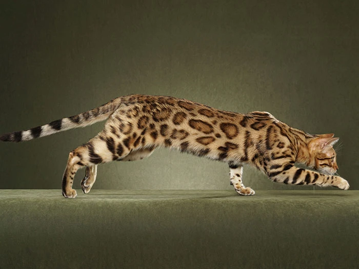 Bengal 4