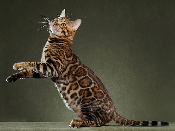 Bengal 2