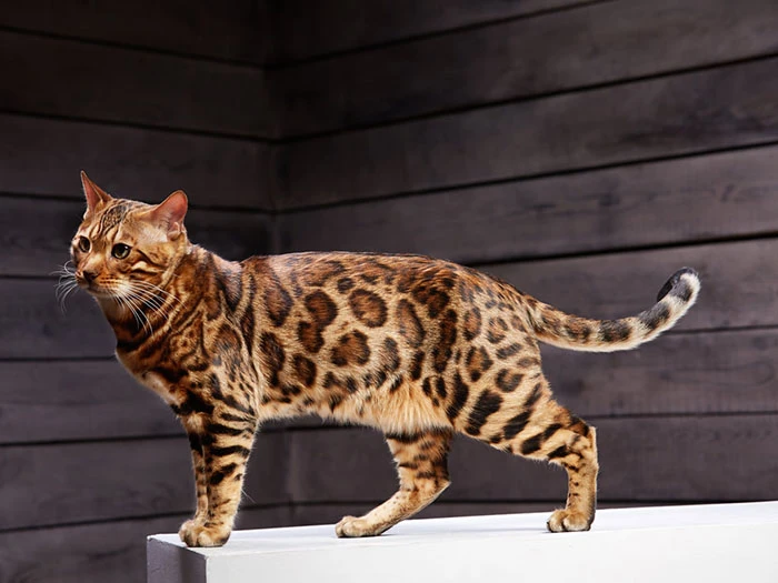 Bengal 3