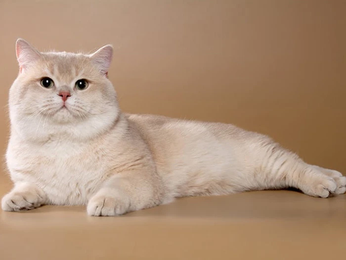 British Shorthair 7
