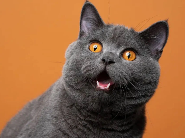 British Shorthair 2