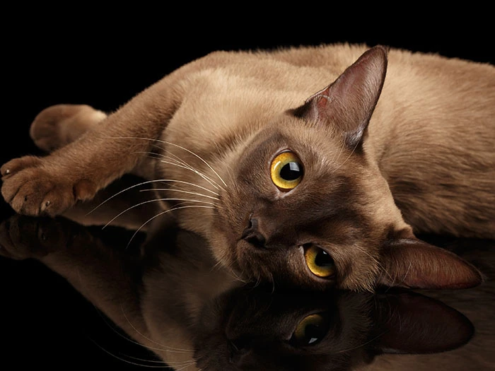 Burmese 3
