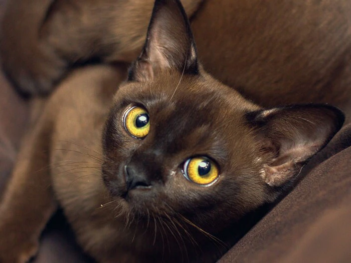 Burmese 5
