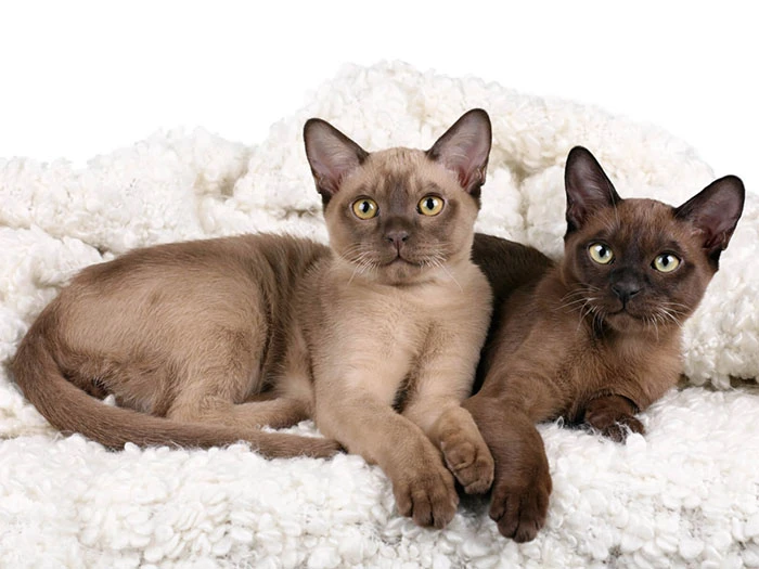 Burmese 4