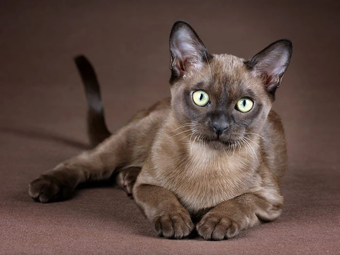 Burmese