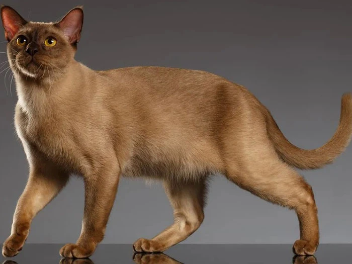 Burmese 2
