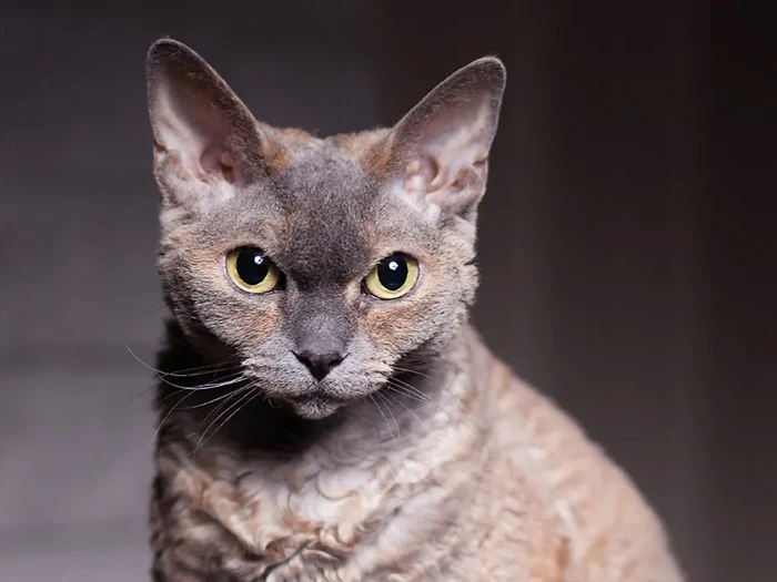 Devon Rex 2