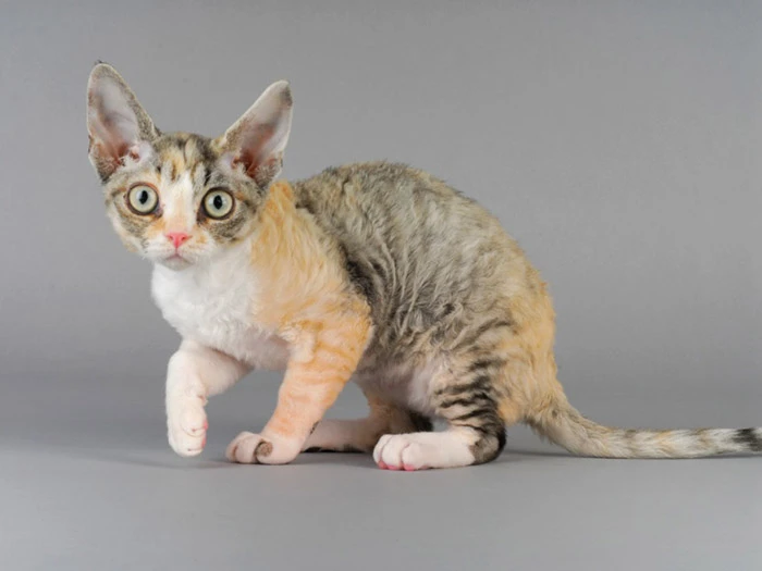 Devon Rex 3