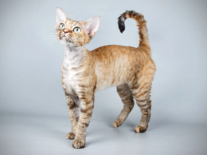 Devon Rex 4
