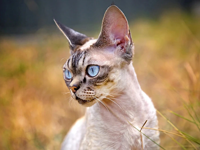 Devon Rex 5
