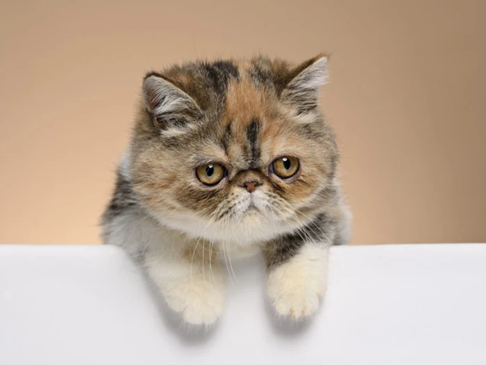 Exotic Shorthair 4