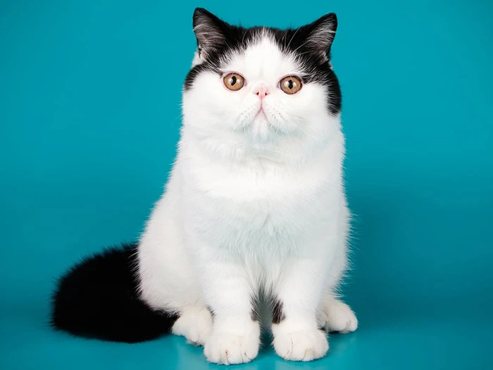 Exotic Shorthair 5