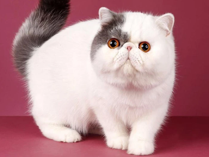 Exotic Shorthair 1