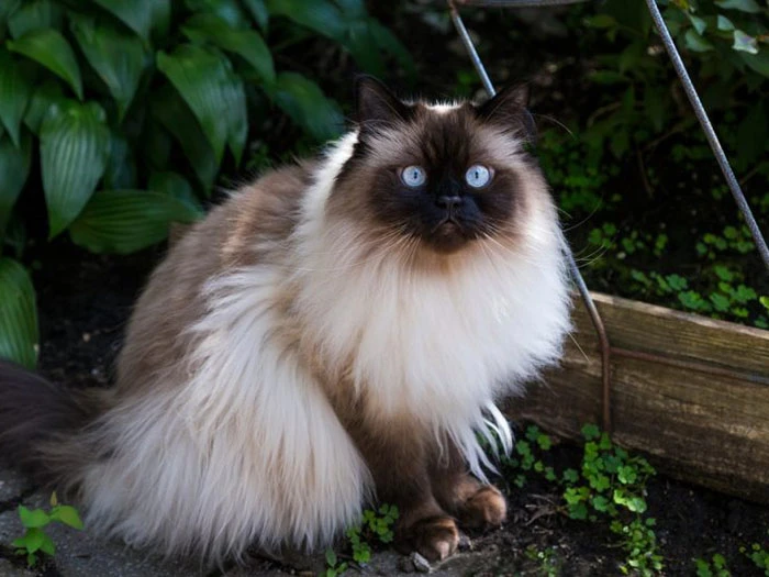 Himalayan 3