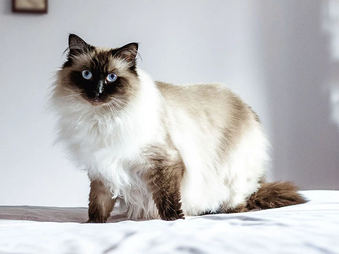 Himalayan 2