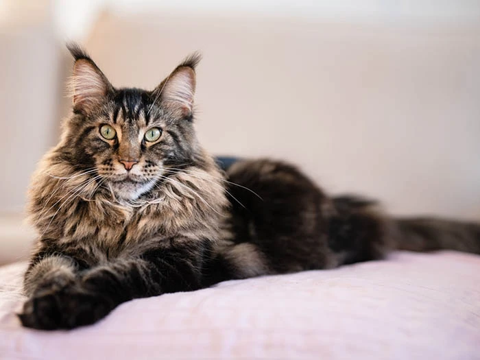 Maine Coon 2