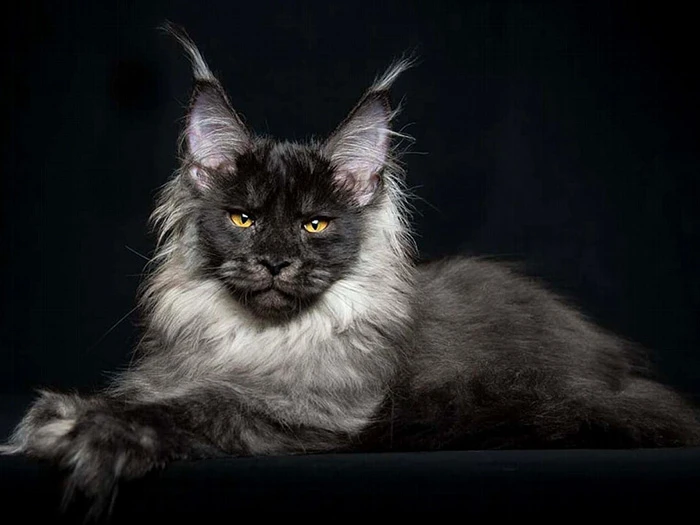Maine Coon 3