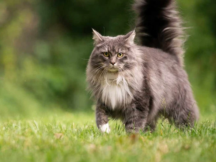 Maine Coon 4