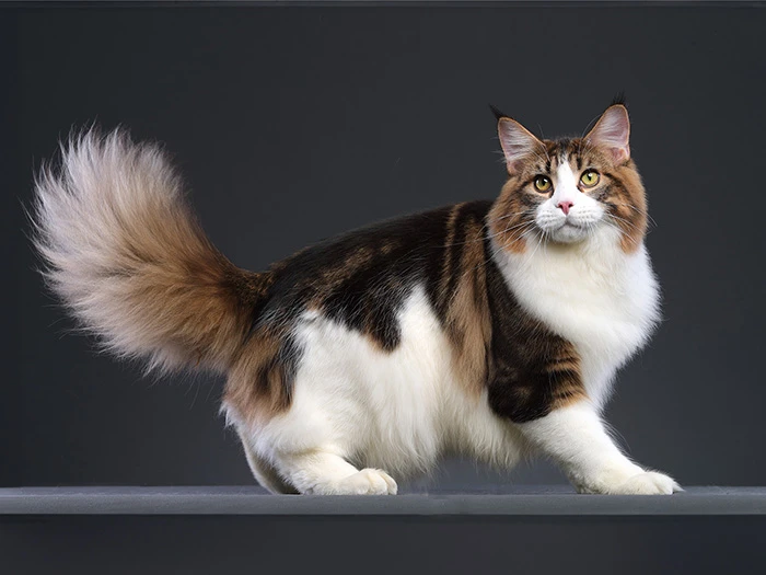 Maine Coon