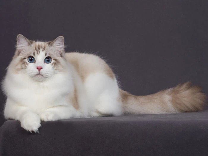 Ragdoll 1