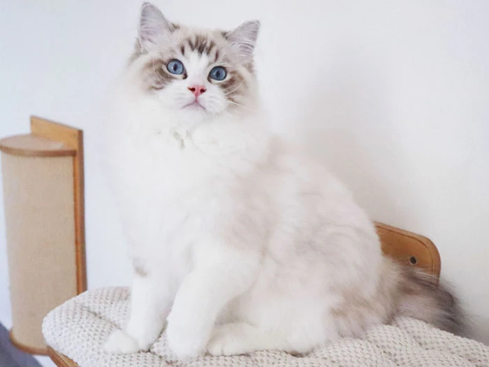 Ragdoll 4