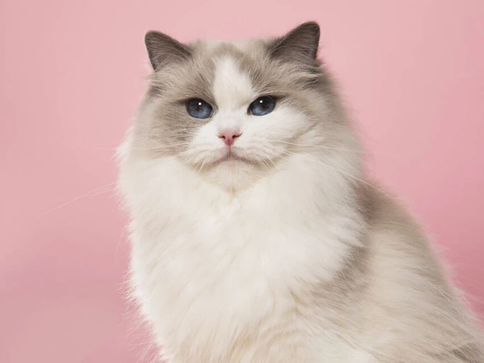 Ragdoll 5