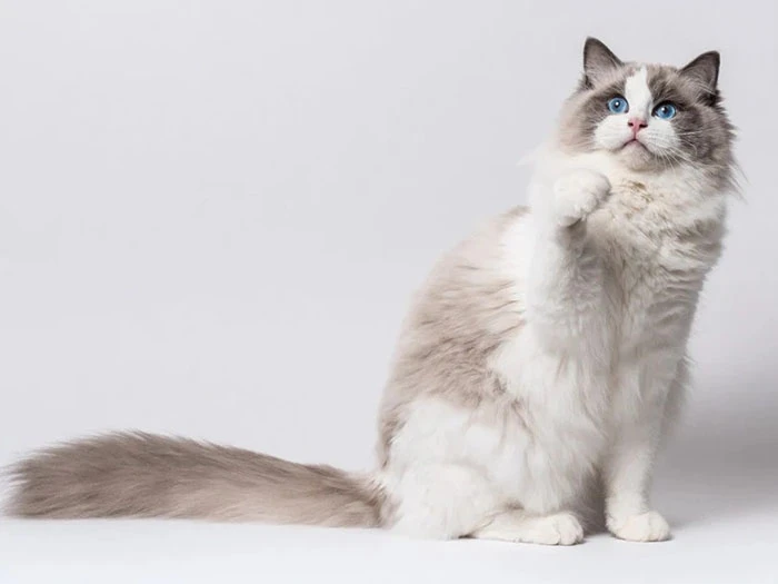Ragdoll 2