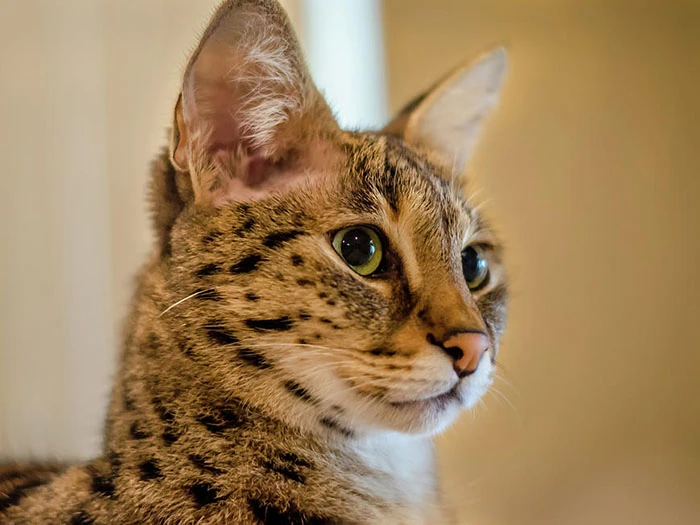 Savannah 2