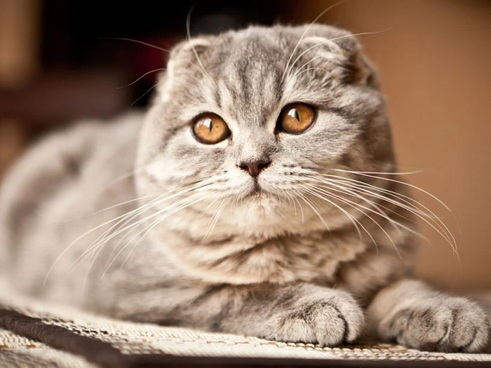 Scottish Fold 1