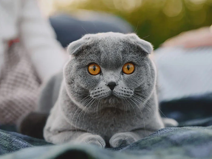 Scottish Fold 6
