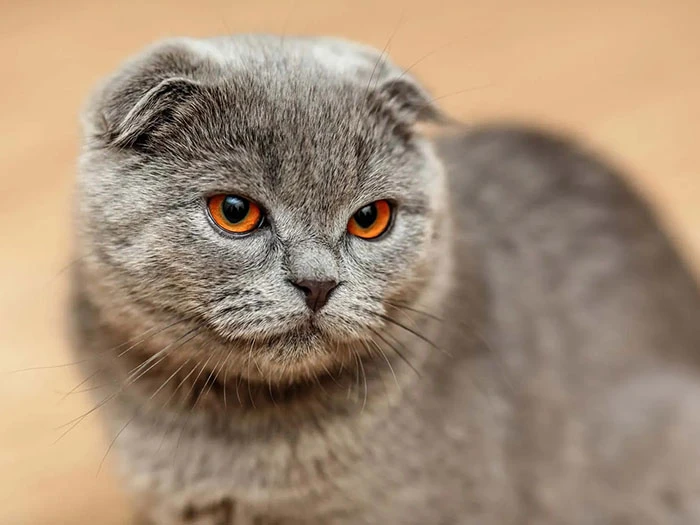 Scottish Fold 3