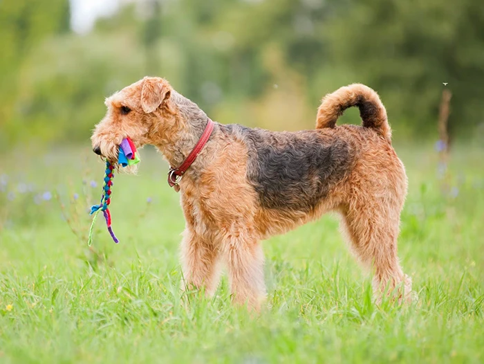 Airedale Terrier 2