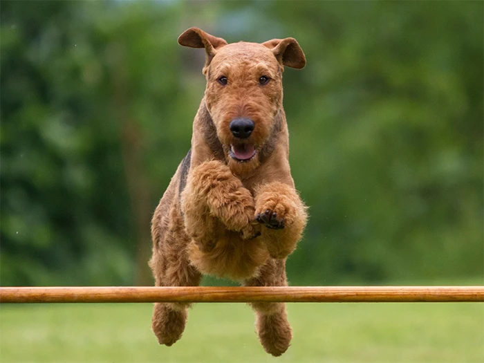 Airedale Terrier 5