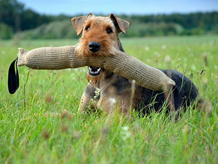 Airedale Terrier 4