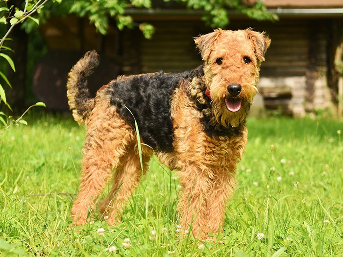 Airedale Terrier 3