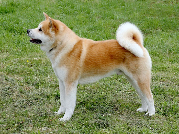 Akita Inu (Japon Akita) 5