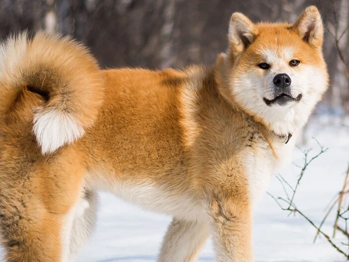 Akita Inu (Japon Akita) 3