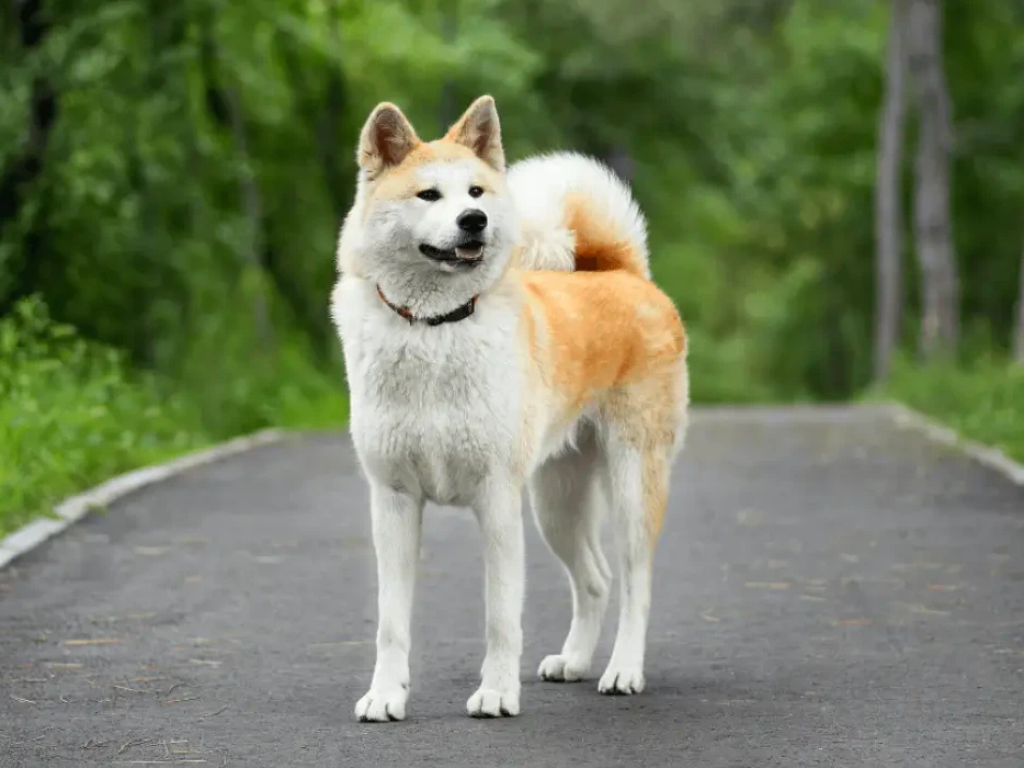 Akita Inu (Japon Akita) 4