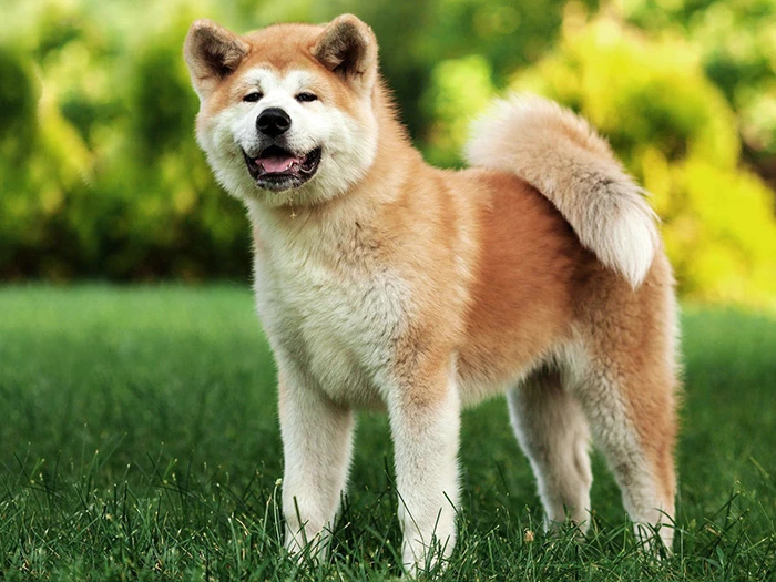 Akita Inu (Japon Akita) 2