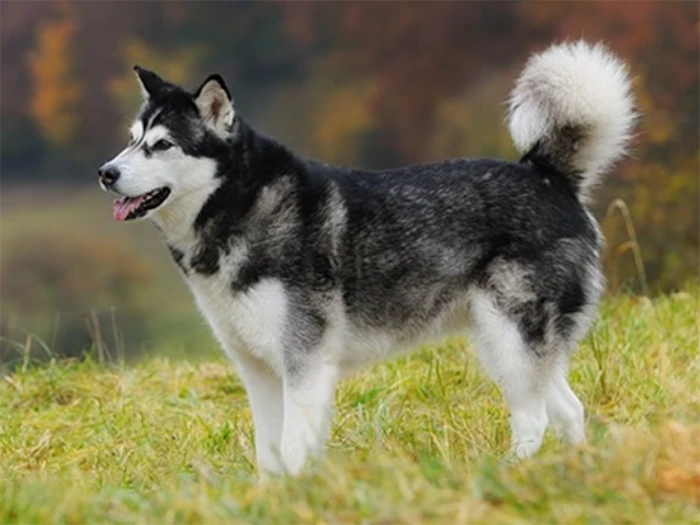 Alaskan Malamute 4